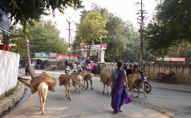 Donkeys walking in India