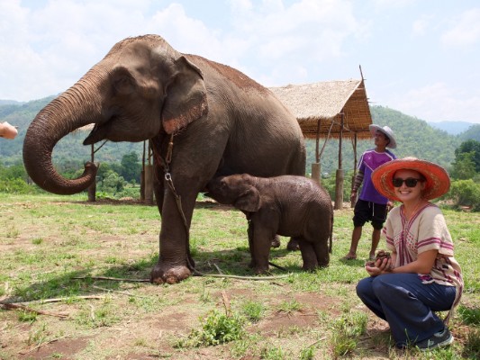 Feeding rescued circus elephants