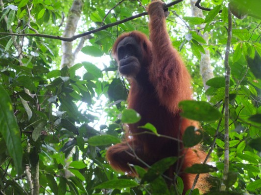 Orangutan in tree